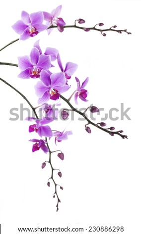 Similar – Image, Stock Photo Phalaenopsis orchid flower, tinted in pink.
