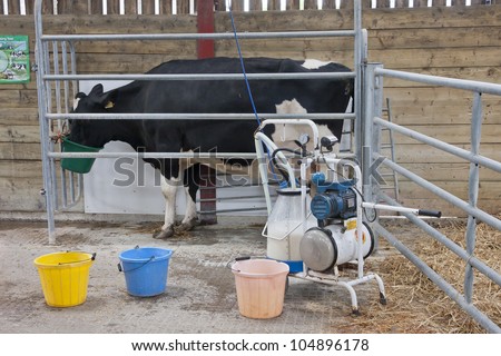 Cow being milked by a small milking machine.