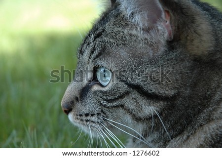 Side profile of a cat outside