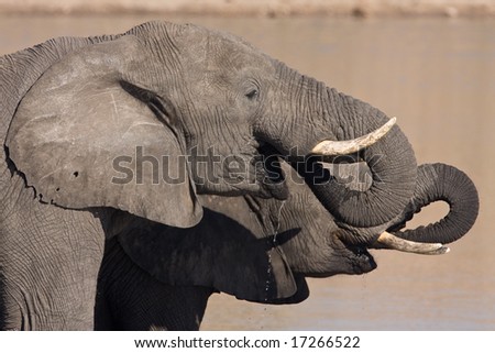 Two Large African Elephant drinking water from the Mpondo dam