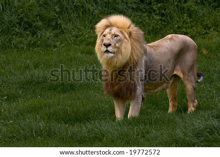 African Lion standing in green grass