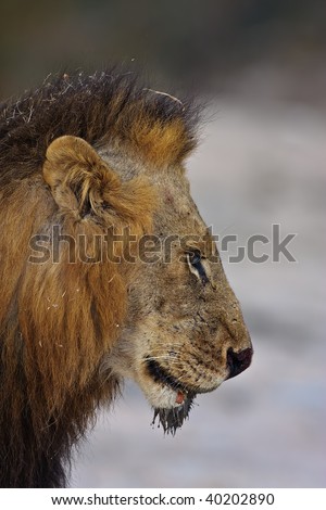 Male Lion side portrait taken in greater kruger park