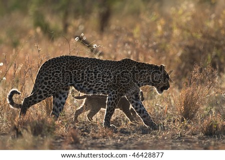 Leopard mother and cub during afternoon stroll through the african bush