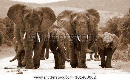 A herd of elephant approach as they walk down the road in this monochrome portrait taken in Addo Elephant Park, Eastern Cape,South Africa