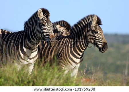 A herd of Burchell Zebra on the move in Addo elephant national park, South Africa