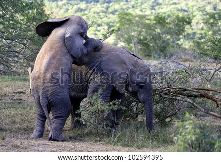 Two baby elephant calf play and climb on each other on safari in Eastern Cape,South Africa
