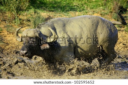 A big Cape buffalo splashing,swimming and wallowing, to cool down in a safari park in eastern cape,south africa