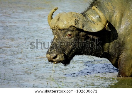 A big Cape buffalo wading into the water to cool down during a safari in the eastern cape,south africa