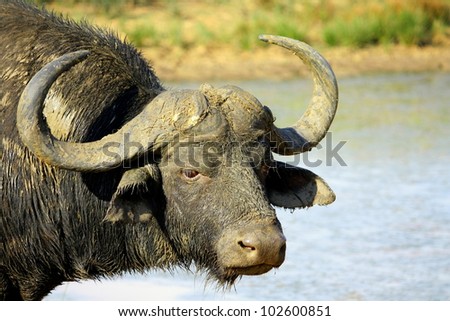 A big Cape buffalo in this portrait. Taken at a waterhole in Pumba game reserve,eastern cape,south africa