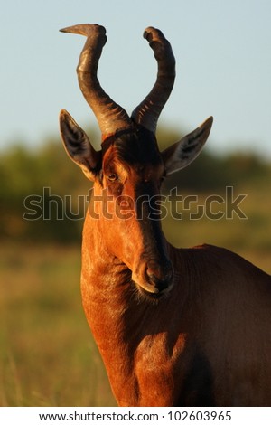 A mature red hartebeest bull showing off his thick twisted horn structure in this portrait from eastern cape,south africa
