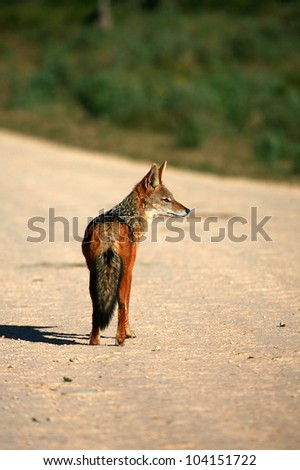 A black backed Jackal in this portrait taken from behind,while he was hunting guinea fowl. Taken in Addo elephant national Park,eastern cape,south africa
