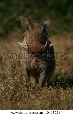 A warthog / wild pig poses in this front on portrait in a grass field and looks at the camera.Took this image while on safari in Addo elephant national park,eastern cape,south