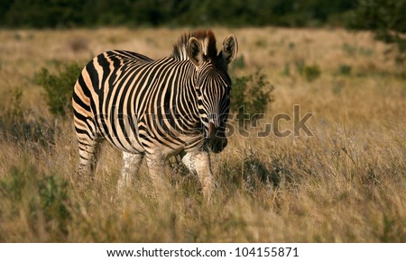 A low angle front on profile portrait of this burchells zebra walking through the long golden grass.Taken while on safari in Addo elephant national park,eastern cape,south africa