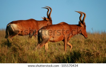 Two red hartebeest antelope walking past in this image,taken in Addo elephant national park,eastern cape,south africa
