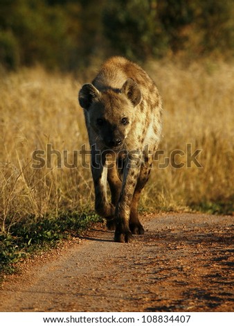 A low angle profile photo of a spotted Hyena walking straight down the road towards the camera during a safari in Addo Elephant national park,eastern cape,south africa