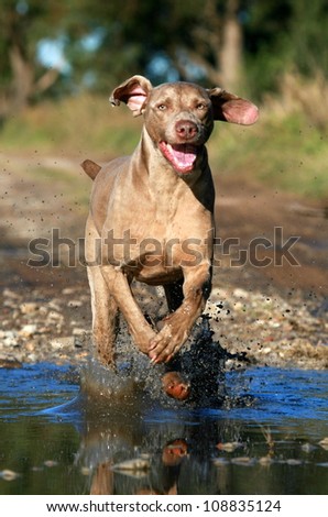 A pure bred male weimaraner pet jumps through the water while running in the bush in eastern cape, South Africa