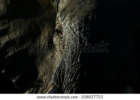 A close up abstract photo of an elephant bulls face, taken in Addo elephant national park,eastern cape,south africa