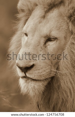 Male white lion face portrait in sepia, at Pumba game reserve South Africa.