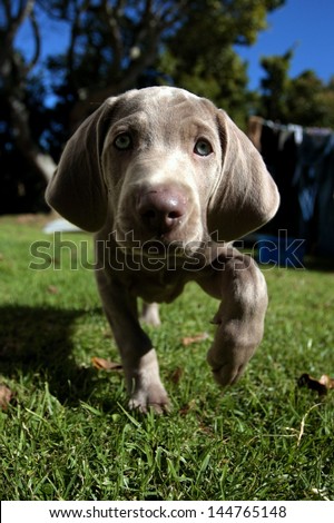 A cute new born pure bred weimaraner puppy dog investigates the camera in the gaden on a beautiful summer day in the Eastern Cape, South AFrica