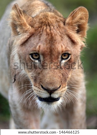 A young male lion cub walking towards the camera and showing off his beautiful eyes and face. Taken in South Africa.