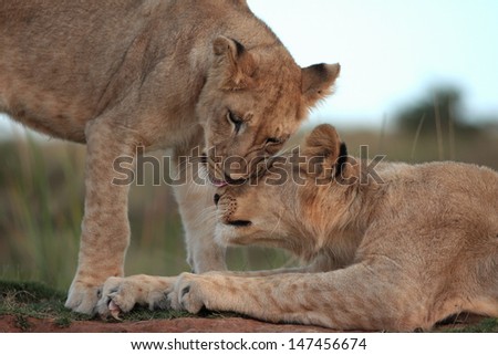 Two young lion cubs greet and touch to show affection and to keep their bond strong in this photo taken on safari in South Africa.