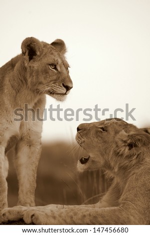 Two lion cubs in this monochrome image taken in a national park in South Africa.