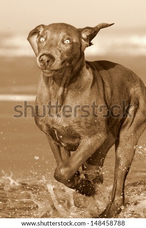 A pure bred weimaraner running in the water in this monochrome close up.