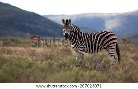 A burchells zebra stands posing beautifully in this landscape image from the African Plains.