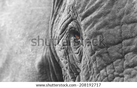 A unique look into the eye of one of the worlds most loved animals,the African elephant. Taken in South Africa.