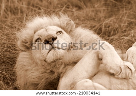 A big white lion stares at the camera while rolling over in this sepia tone image.