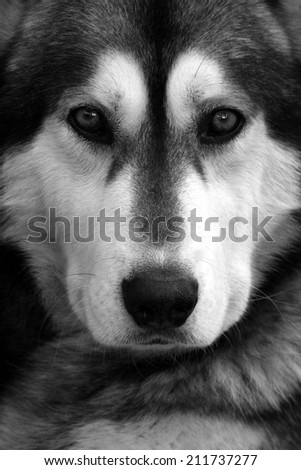 A huskey/ wolf dog portrait.