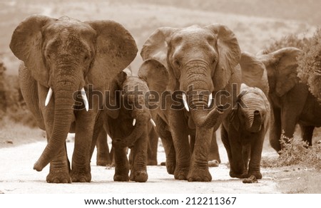 A female matriarch elephant mother leads her herd including all the small baby calves to a favorite watering hole in Pumba private game reserve,eastern cape,south africa.