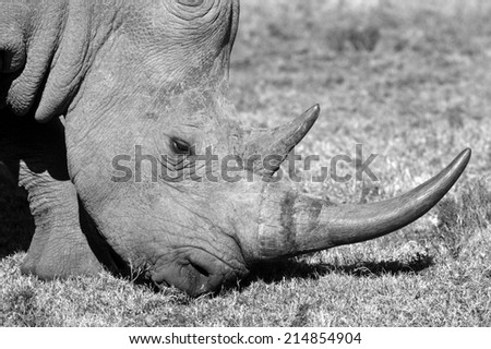 A large white rhino in this close up of its face and horn in black and white.