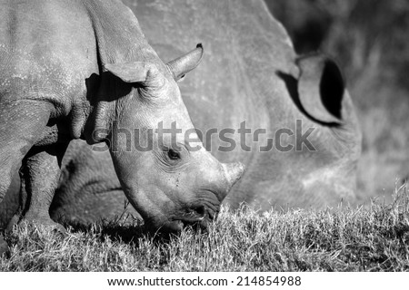 A white rhino calf grazing along side its mother in this black and white image.