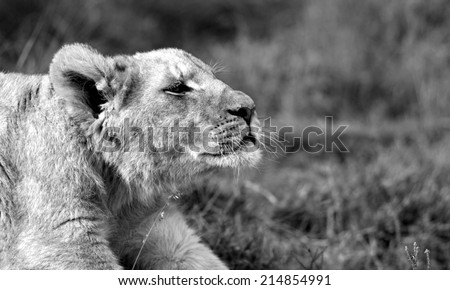 A young lion cub streching in this photo.