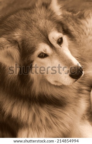 A huskey/wolf dog in sepia tone.