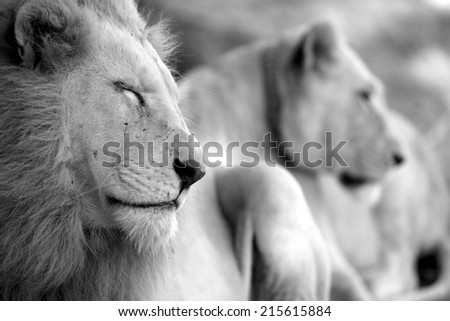 A beautiful image of a male and female white lion in black and white.