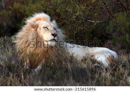 A beautiful big male white lion posing in the grass.