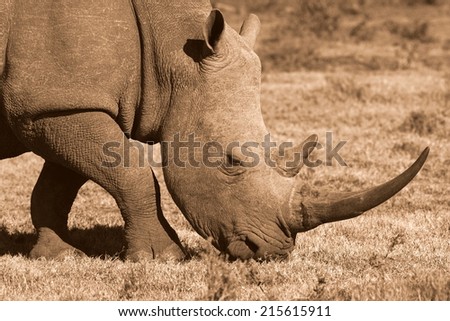 A big white rhino bull on the move in this close up image.