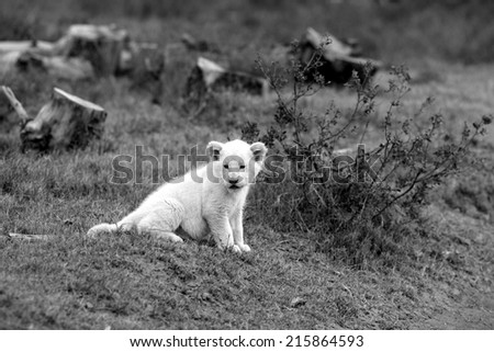 A isolated young white lion cub in this black and white image.