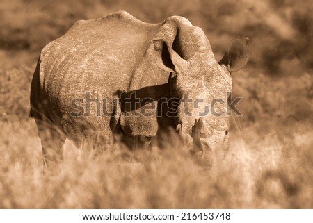 An endangered white rhino in long grass in this sepia tone image.