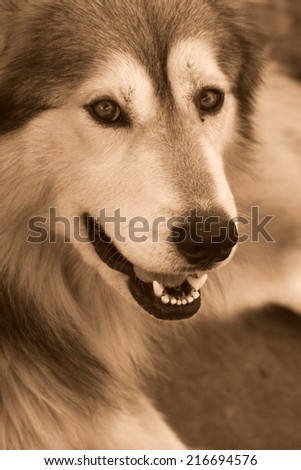 A huskey/wolf dog in sepia tone.