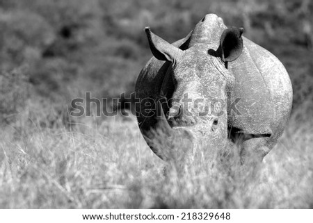 A big rhinoceros in long grass in this black and white  image.