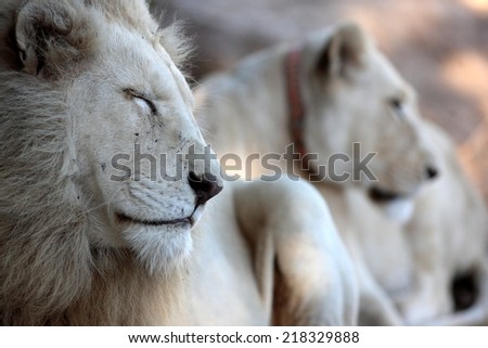 A big white lion male and a female from his pride in the background in this image.