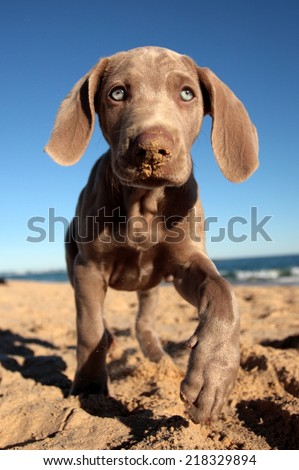 A cute new born pure bred weimaraner puppy dog posing in this photo taken on the beach on a beautiful summer day in the Eastern Cape, South Africa
