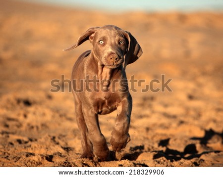 A cute new born pure bred weimaraner puppy dog in running motion with ears flapping in this side on photo taken on the beach on a beautiful summer day in the Eastern Cape, South AFrica