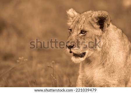 A lion cub side on in this sepia tone image