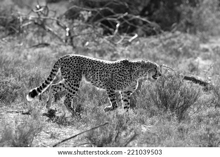 A beautiful black and white photo of a cheetah walking oven the plains.Taken on safari in Africa.