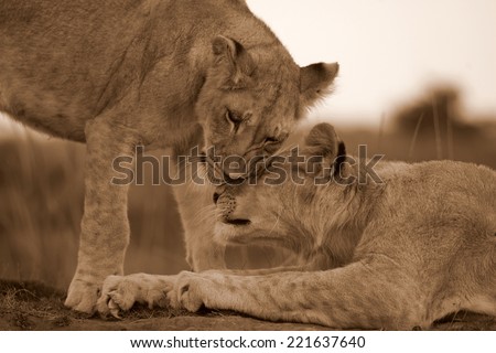 Two lion cubs strengthen there bonds.
