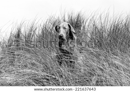 A pure bred weimaraner dog in running motion with ears flapping in this side on photo taken on the beach on a beautiful summer day in the Eastern Cape, South AFrica